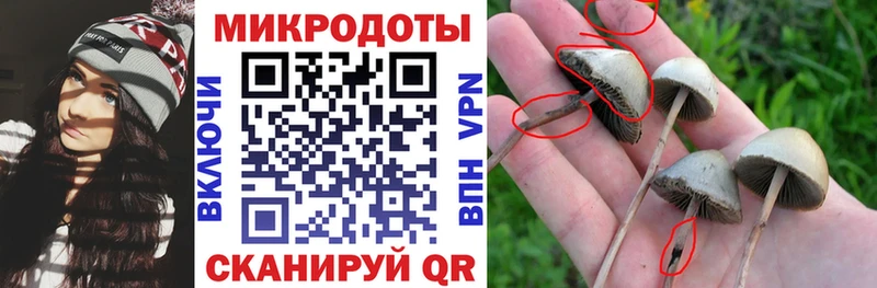 Псилоцибиновые грибы Cubensis  купить   Тихорецк 